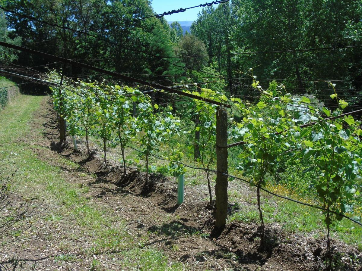 Quinta Da Chouza Agroturismo E Enoturismo Celorico De Basto Esterno foto