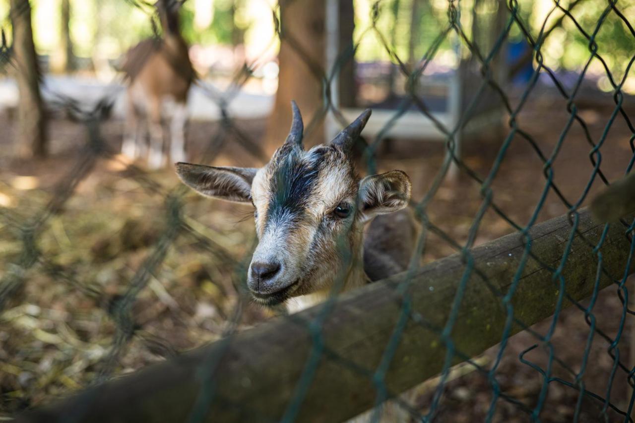 Quinta Da Chouza Agroturismo E Enoturismo Celorico De Basto Esterno foto