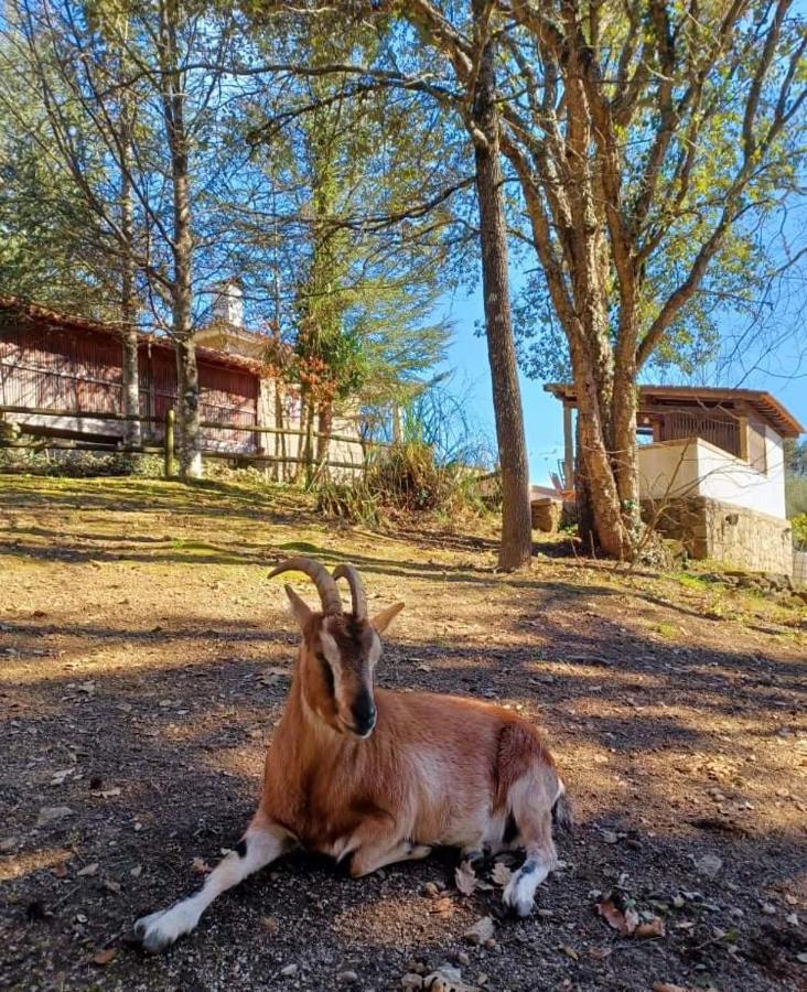 Quinta Da Chouza Agroturismo E Enoturismo Celorico De Basto Esterno foto