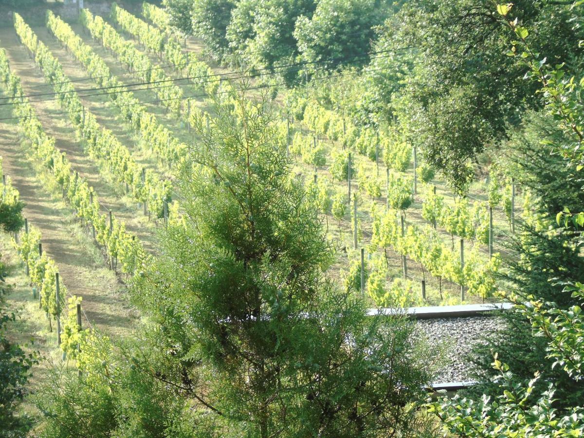 Quinta Da Chouza Agroturismo E Enoturismo Celorico De Basto Esterno foto